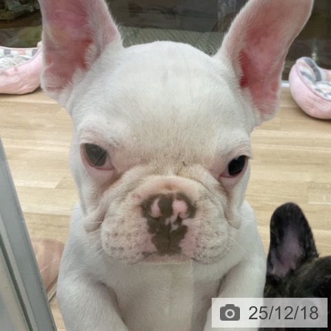 福島県のフレンチブルドッグ (ペットプラス 福島店/2025年9月23日生まれ/男の子/クリーム)の子犬の4枚目の画像