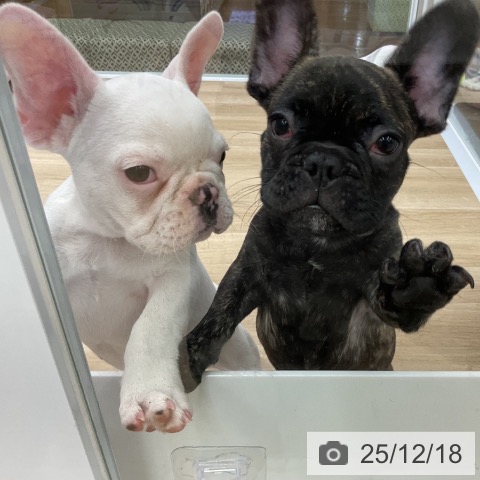 福島県のフレンチブルドッグ (ペットプラス 福島店/2025年9月23日生まれ/男の子/クリーム)の子犬の3枚目の画像