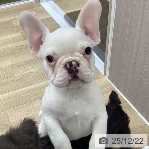 福島県のフレンチブルドッグ (ペットプラス 福島店/2025年9月23日生まれ/男の子/クリーム)の子犬の3枚目の画像