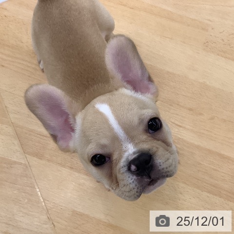 埼玉県のフレンチブルドッグ (ペットプラス 羽生店/2025年9月23日生まれ/男の子/クリーム)の子犬の4枚目の画像