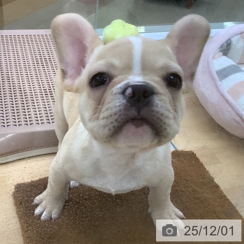 埼玉県のフレンチブルドッグ (ペットプラス 羽生店/2025年9月23日生まれ/男の子/クリーム)の子犬の3枚目の画像