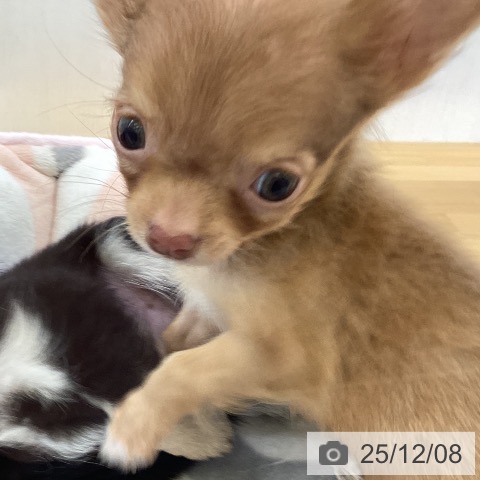 愛媛県のチワワ(ロング) (ペットプラス 新居浜店/2025年9月28日生まれ/男の子/チョコレートフォーン)の子犬の4枚目の画像