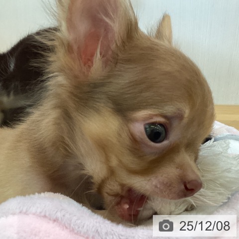 愛媛県のチワワ(ロング) (ペットプラス 新居浜店/2025年9月28日生まれ/男の子/チョコレートフォーン)の子犬の3枚目の画像