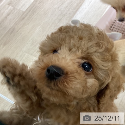 トイ・プードルの写真