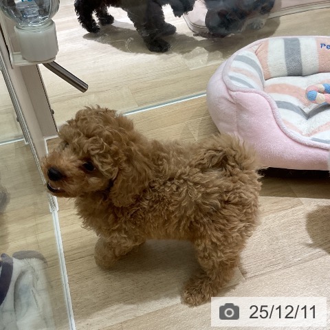 トイ・プードルの写真