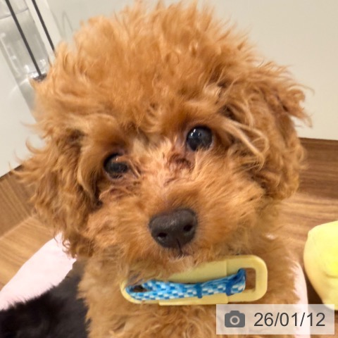 岡山県のトイプードル(トイ) (ペッツワン 岡山南店/2025年10月1日生まれ/男の子/アプリコット)の子犬の4枚目の画像