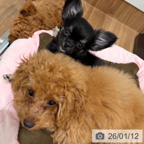 岡山県のトイプードル(トイ) (ペッツワン 岡山南店/2025年10月1日生まれ/男の子/アプリコット)の子犬の3枚目の画像