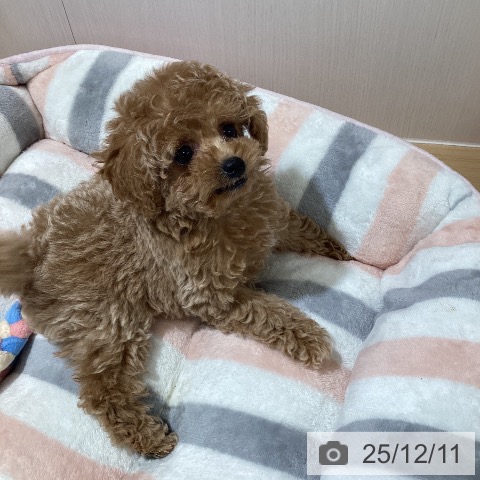 トイ・プードルの写真