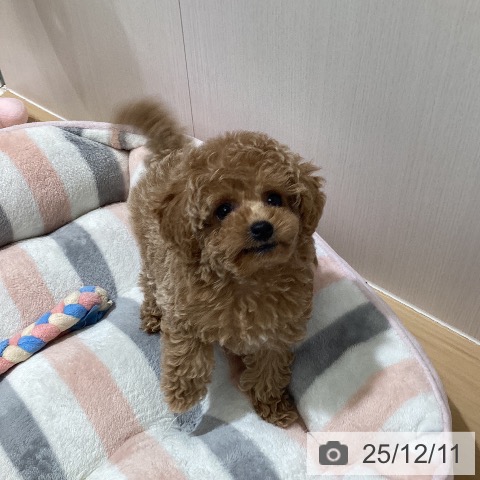 トイ・プードルの写真