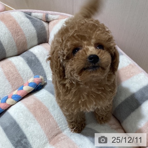 トイ・プードルの写真