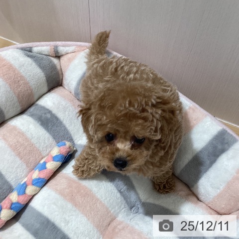 トイ・プードルの写真