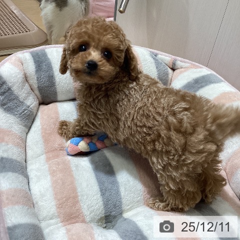 トイ・プードルの写真