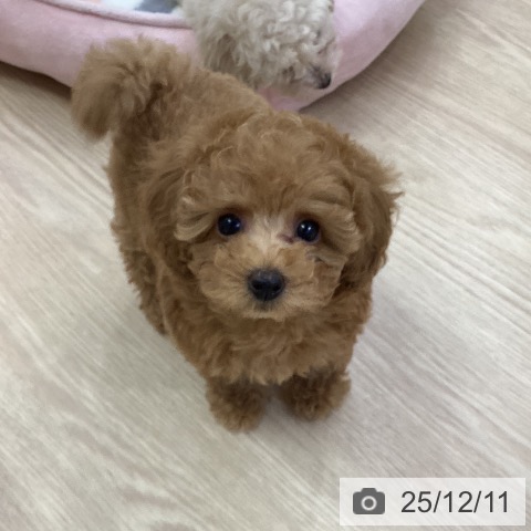 トイ・プードルの写真