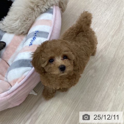 トイ・プードルの写真