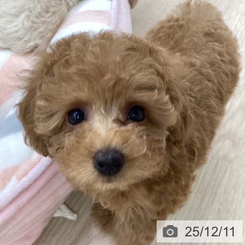 トイ・プードルの写真