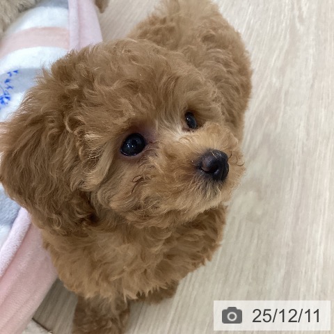 トイ・プードルの写真