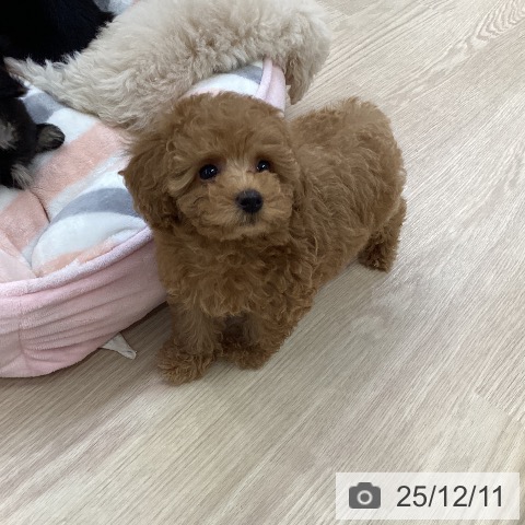 トイ・プードルの写真