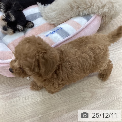 トイ・プードルの写真