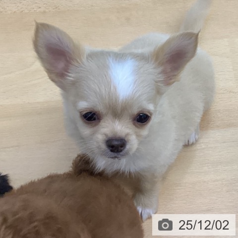 チワワの写真
