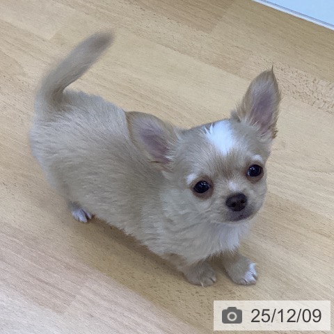 香川県のチワワ(ロング) (ペットプラス 綾川店/2025年10月1日生まれ/男の子/クリームホワイト)の子犬の4枚目の画像