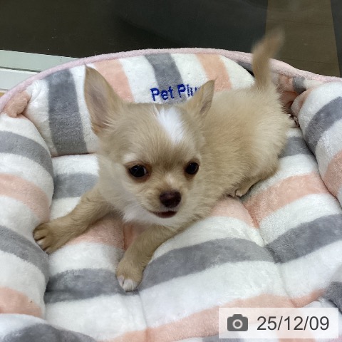 香川県のチワワ(ロング) (ペットプラス 綾川店/2025年10月1日生まれ/男の子/クリームホワイト)の子犬の3枚目の画像