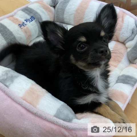 香川県のチワワ(ロング) (ペットプラス 綾川店/2025年10月1日生まれ/男の子/ブラッククリーム)の子犬の4枚目の画像