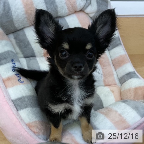 香川県のチワワ(ロング) (ペットプラス 綾川店/2025年10月1日生まれ/男の子/ブラッククリーム)の子犬の3枚目の画像