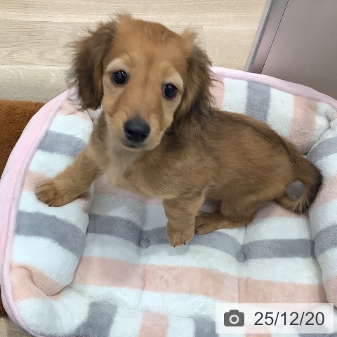 東京都のミニチュアダックスフンド(ロング) (ペットプラス 日の出店/2025年9月30日生まれ/女の子/レッド)の子犬の3枚目の画像