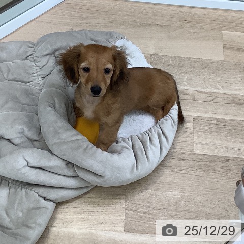 東京都のミニチュアダックスフンド(ロング) (ペットプラス 日の出店/2025年9月30日生まれ/女の子/レッド)の子犬の3枚目の画像