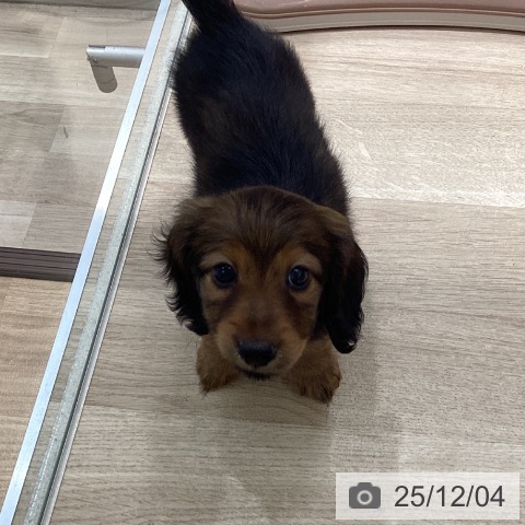 カニーンヘン・ダックスフンドの写真