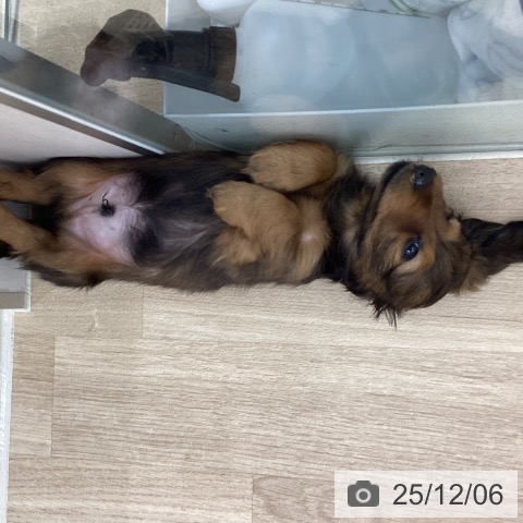 宮城県のカニンヘンダックスフンド(ロング) (ペットプラス 仙台上杉店/2025年10月1日生まれ/男の子/レッド)の子犬の3枚目の画像