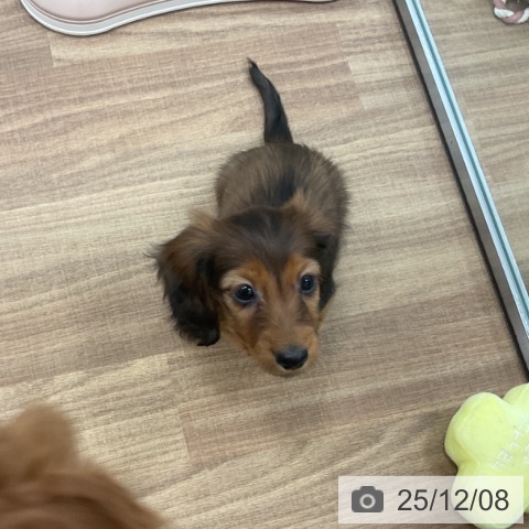 カニーンヘン・ダックスフンドの写真