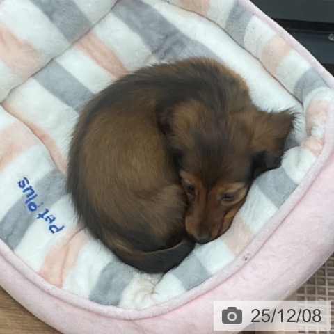 カニーンヘン・ダックスフンドの写真