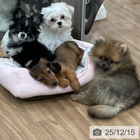 茨城県のカニンヘンダックスフンド(ロング) (ペッツワン 古河店/2025年10月1日生まれ/男の子/レッド)の子犬の3枚目の画像