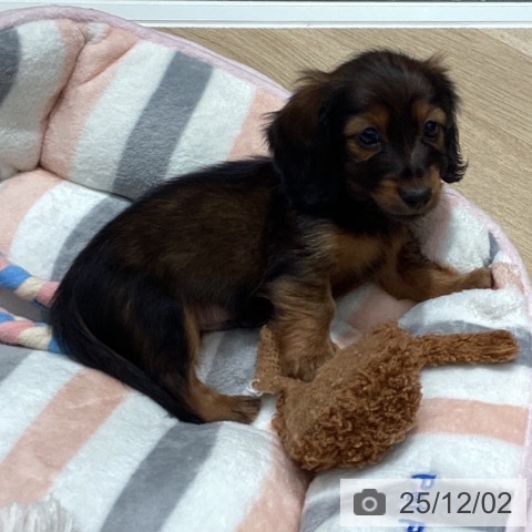 カニーンヘン・ダックスフンドの写真