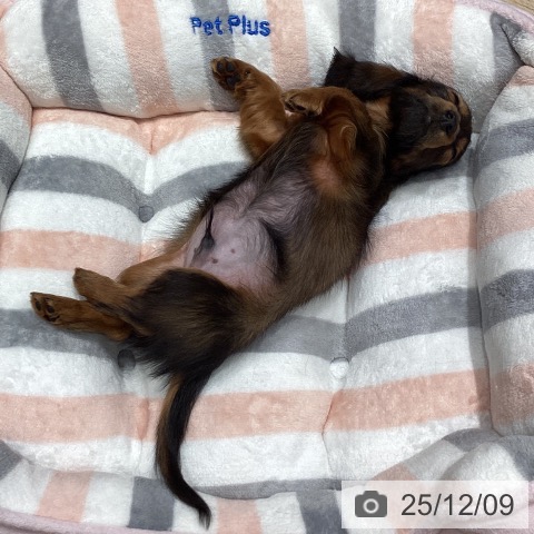 埼玉県のカニンヘンダックスフンド(ロング) (ペットプラス ピオニウォーク東松山店/2025年10月1日生まれ/男の子/レッド)の子犬の3枚目の画像