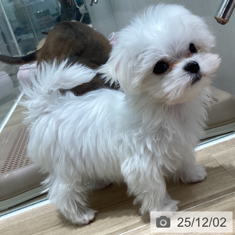 マルチーズの写真