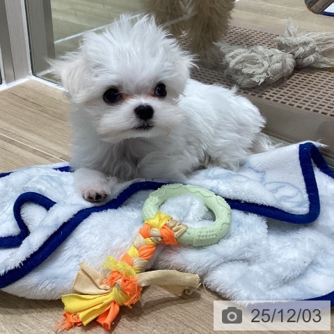 マルチーズの写真
