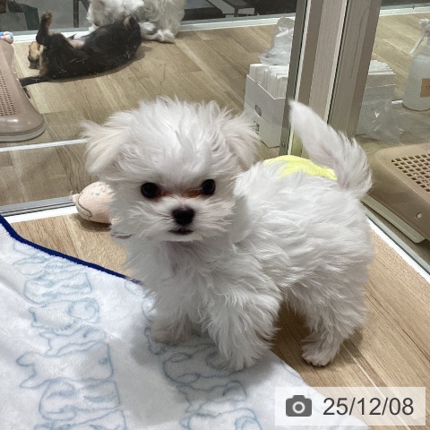 マルチーズの写真