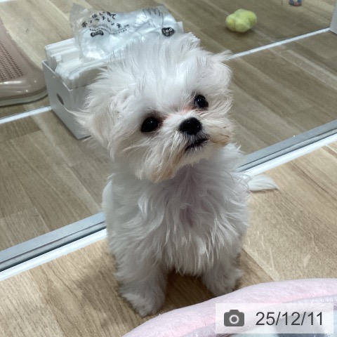 千葉県のマルチーズ (ペットプラス 木更津店/2025年9月27日生まれ/男の子/ホワイト)の子犬の3枚目の画像