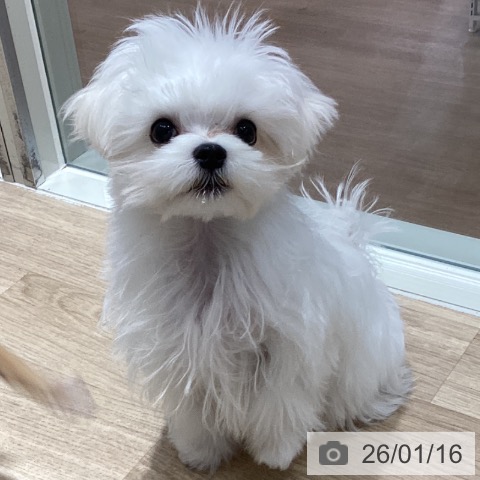 千葉県のマルチーズ (ペットプラス 木更津店/2025年9月27日生まれ/男の子/ホワイト)の子犬の3枚目の画像