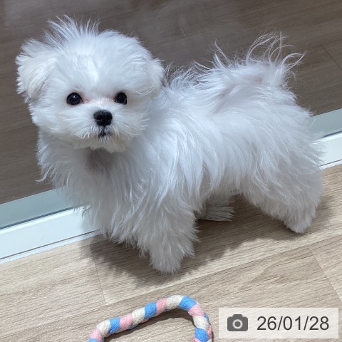 千葉県のマルチーズ (ペットプラス 木更津店/2025年9月27日生まれ/男の子/ホワイト)の子犬の3枚目の画像