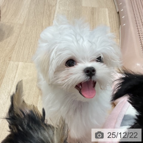 群馬県のマルチーズ (ペットプラス イオンモール太田店/2025年9月27日生まれ/男の子/ホワイト)の子犬の3枚目の画像