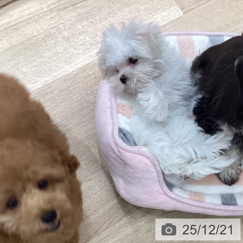 宮城県のマルチーズ (ペットプラス 仙台上杉店/2025年9月27日生まれ/男の子/ホワイト)の子犬の4枚目の画像