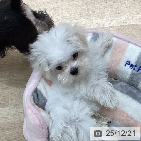 宮城県のマルチーズ (ペットプラス 仙台上杉店/2025年9月27日生まれ/男の子/ホワイト)の子犬の3枚目の画像