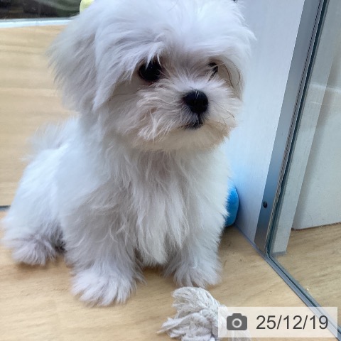 埼玉県のマルチーズ (ペットプラス 羽生店/2025年9月27日生まれ/男の子/ホワイト)の子犬の4枚目の画像