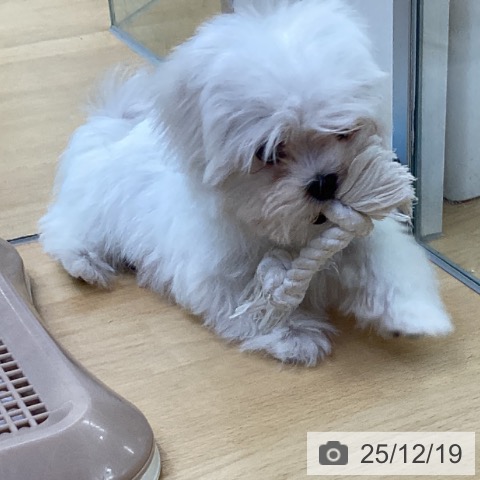 埼玉県のマルチーズ (ペットプラス 羽生店/2025年9月27日生まれ/男の子/ホワイト)の子犬の3枚目の画像