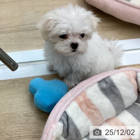 マルチーズの写真