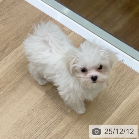 福島県のマルチーズ (ペットプラス 福島店/2025年9月27日生まれ/女の子/ホワイト)の子犬の3枚目の画像