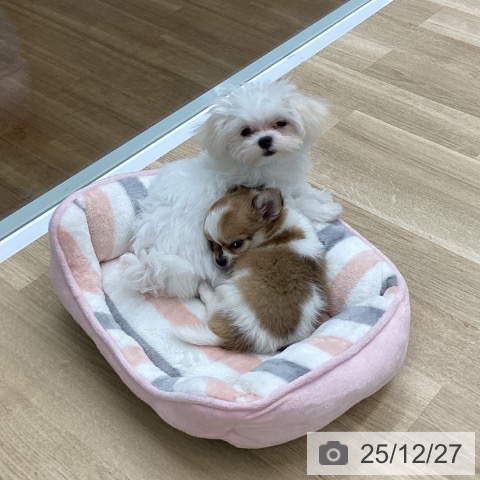 福島県のマルチーズ (ペットプラス 福島店/2025年9月27日生まれ/女の子/ホワイト)の子犬の4枚目の画像